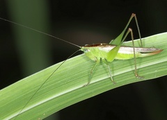 Tettigoniidae