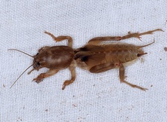 Scapteriscinae