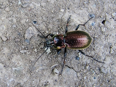Carabus billbergi