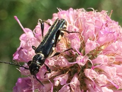 Stenopterus ater