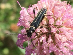 Stenopterus ater