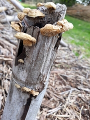Anthracophyllum