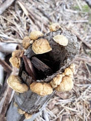 Anthracophyllum