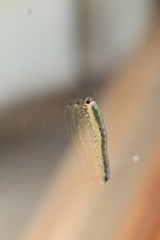 Macrophya alboannulata