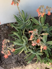 Cotyledon orbiculata dactylopsis