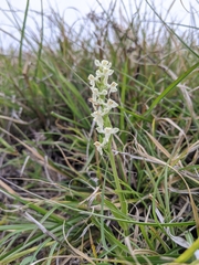 Platanthera brevicalcarata