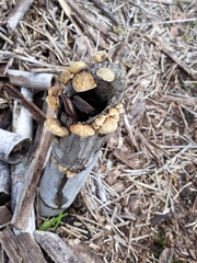 Anthracophyllum