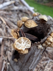 Anthracophyllum