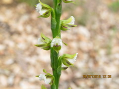 Prasophyllum fimbria