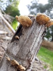 Anthracophyllum
