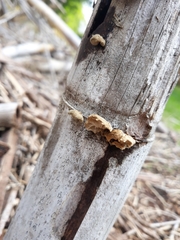 Anthracophyllum