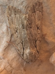 Acronicta psi