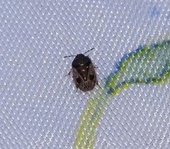 Crocistethus waltlianus