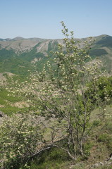 Aria umbellata