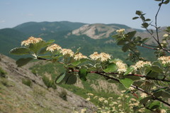 Aria umbellata