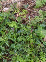 Chaerophyllum involucratum