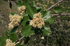 Aria umbellata