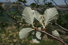 Aria umbellata