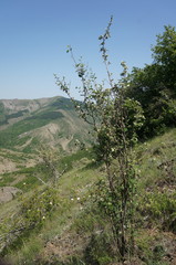 Cotoneaster tauricus