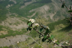 Cotoneaster tauricus
