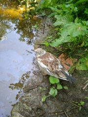 Chroicocephalus ridibundus