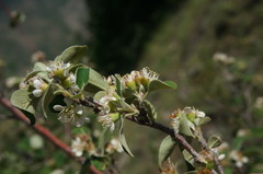 Cotoneaster tauricus