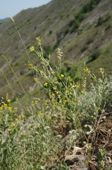 Melilotus neapolitanus