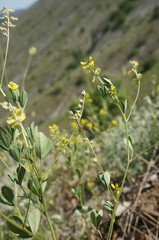 Melilotus neapolitanus