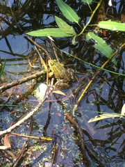 Pelophylax