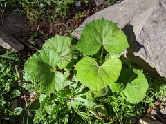 Parasenecio sylviaensis