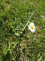 Bellis perennis