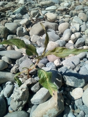 Persicaria lapathifolia