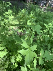 Sisymbrium officinale