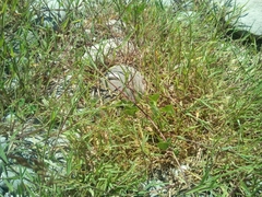 Agrostis stolonifera