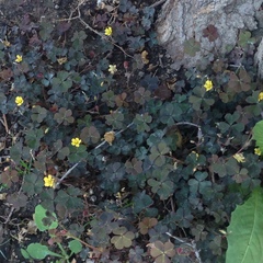 Oxalis corniculata