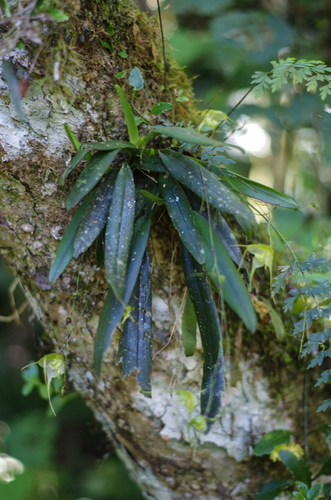 Aeranthes aemula image