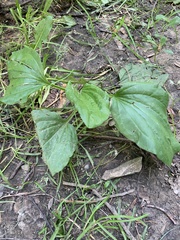 Plantago major