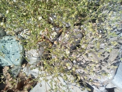 Arenaria serpyllifolia