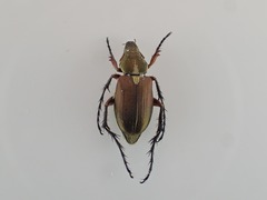 Macrodactylini