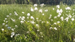 Eriophorum vaginatum