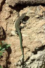 Scelarcis perspicillata perspicillata