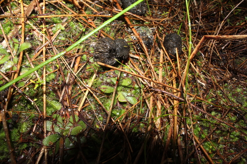 Drosera hamiltonii