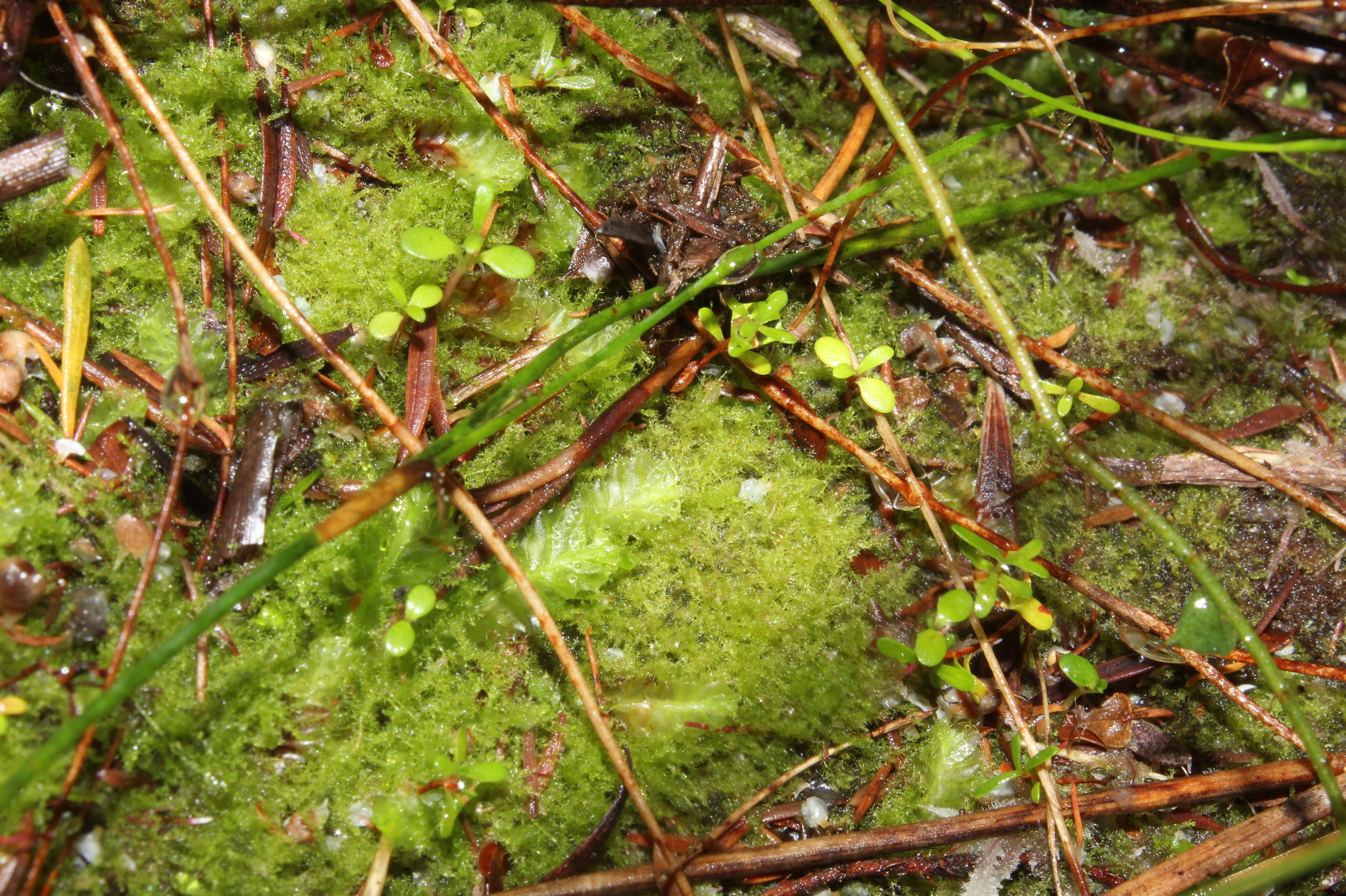 Paracromastigum