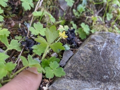 Ranunculus taisanensis