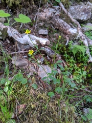 Ranunculus junipericola
