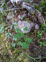 Ranunculus junipericola