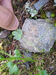 Ranunculus junipericola