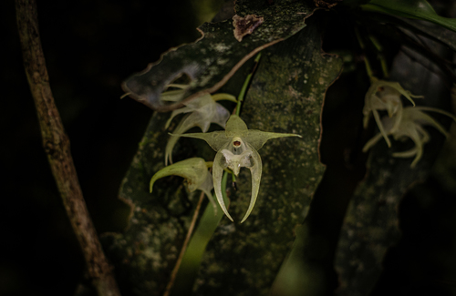 Aeranthes laxiflora Schltr.