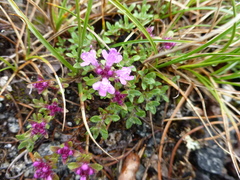 Thymus glabricaulis