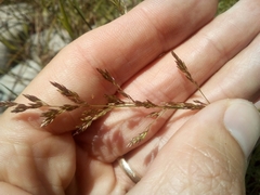 Agrostis stolonifera